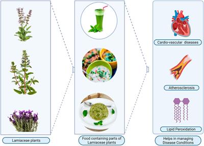 Exploration of Lamiaceae in Cardio Vascular Diseases and Functional Foods: Medicine as Food and Food as Medicine